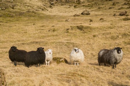 Téléchargez les photos : Les moutons paissent dans les montagnes dans les champs. Photo de haute qualité - en image libre de droit