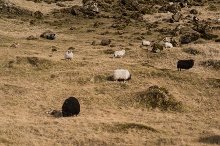 Téléchargez les photos : Les moutons paissent dans les montagnes dans les champs. Photo de haute qualité - en image libre de droit