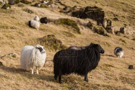 Foto de Las ovejas pastan en las montañas en los campos. Foto de alta calidad - Imagen libre de derechos