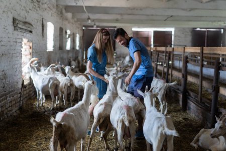 Téléchargez les photos : Beau couple de mode dans l'alimentation des chèvres dans la grange avec de la nourriture - en image libre de droit