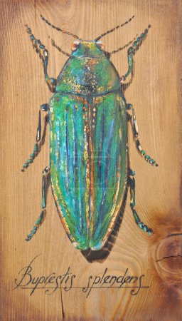 Photo for Buprestis beetle a beautiful shiny jewel bug isolated on wooden background. Picture created with acrylic. - Royalty Free Image