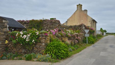 Foto de Antigua pared de piedra junto a la casa cubierta de coloridas plantas Bretaña, Francia. - Imagen libre de derechos