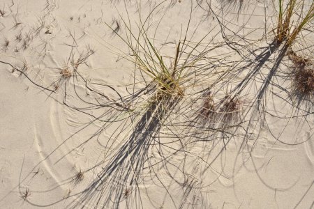 Téléchargez les photos : Plage de sable. Herbe sur le sable marin. Plage de sable de mer et herbe. - en image libre de droit