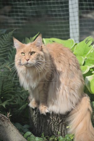 Téléchargez les photos : Maine Coon, le plus grand chat. Portrait de chaton crème aux cheveux longs grand chaton en run.Close clôturé de beau adulte maine coon sur fond de nature floue. - en image libre de droit