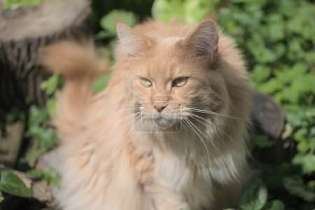 Téléchargez les photos : Maine Coon, le plus grand chat. Portrait de chaton crème aux cheveux longs grand chaton en run.Close clôturé de beau adulte maine coon sur fond de nature floue. - en image libre de droit