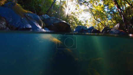 Photo for Splitted underwater shot of the river in the forest - Royalty Free Image