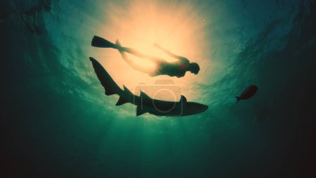 Foto de Mujer bucea y nada con el tiburón en un mar tropical en las Maldivas - Imagen libre de derechos