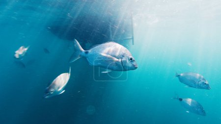 Photo for Fish swim in the ocean near the boat - Royalty Free Image