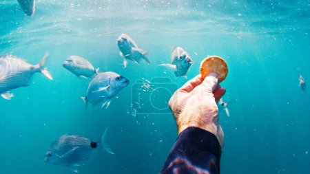 Photo for Diver feeds hungry fish with cookies underwater - Royalty Free Image