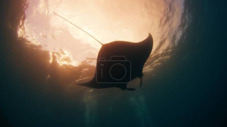 Photo for Giant oceanic manta ray or Mobula birostris slowly swims underwater in ocean near the island of Nusa Penida, Bali, Indonesia - Royalty Free Image