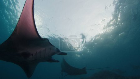 Photo for Giant oceanic manta rays or Mobula birostris slowly swim underwater in Nusa Penida, Bali, Indonesia - Royalty Free Image