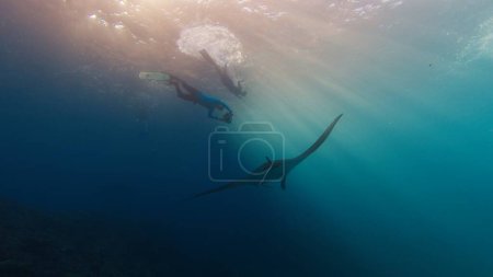 Téléchargez les photos : Photographe sous-marin prend des photos de raie manta. Freediver avec des films de caméra Océan géant Manta Ray nageant au-dessus du récif. Nusa Penida, Bali, Indonésie - en image libre de droit