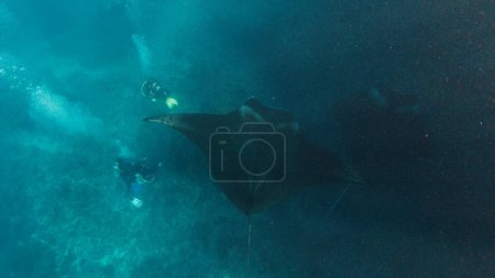 Photo for Giant oceanic manta ray or Mobula birostris slowly swims underwater over the divers near the island of Nusa Penida, Bali, Indonesia - Royalty Free Image