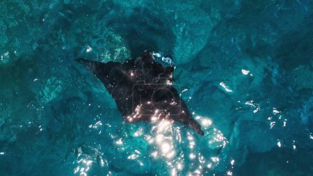 Téléchargez les photos : Des raies manta océaniques géantes nagent dans l'océan. Mobula birostris nage lentement sous l'eau à Manta Point près de l'île de Nusa Penida. Bali, Indonésie - en image libre de droit