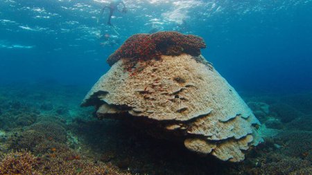 Téléchargez les photos : Récif corallien sain dans l'océan près de l'île de Nusa Penida à Bali, Indonésie - en image libre de droit