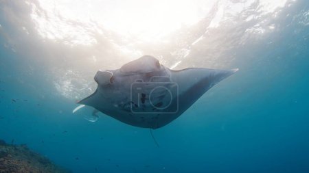 Photo for Giant oceanic manta ray or Mobula birostris slowly swims underwater in ocean near the island of Nusa Penida, Bali, Indonesia - Royalty Free Image