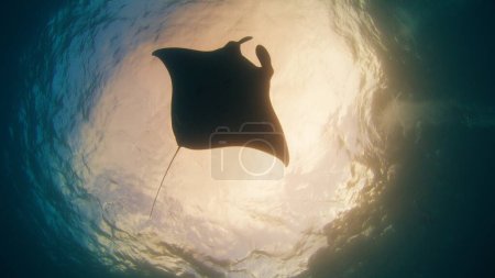 Téléchargez les photos : La raie manta océanique géante ou Mobula birostris nage lentement sous l'eau dans l'océan près de l'île de Nusa Penida, Bali, Indonésie - en image libre de droit