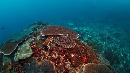 Foto de Arrecife de coral saludable en el océano cerca de la isla de Nusa Penida en Bali, Indonesia - Imagen libre de derechos