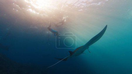 Photo for Underwater photographer takes pictures of manta ray. Freediver with camera films Giant ocean Manta Ray swimming over reef. Nusa Penida, Bali, Indonesia - Royalty Free Image