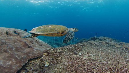 Foto de Tortuga nada sobre el arrecife muerto cerca de la isla de Nusa Penida en Bali, Indonesia - Imagen libre de derechos