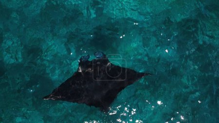Photo for Giant oceanic manta ray swims in ocean. Mobula birostris slowly swims underwater at Manta Point near Nusa Penida island. Bali, Indonesia - Royalty Free Image