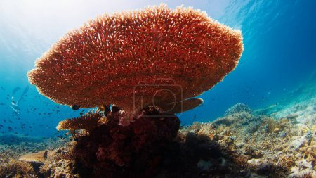 Foto de Arrecife de coral saludable bajo el agua en el Parque Nacional Komodo en Indonesia - Imagen libre de derechos