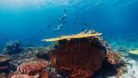 Photo for Freediving on the reef with fish. Two female freedivers glide underwater over the reef in the Komodo National Park in Indonesia - Royalty Free Image