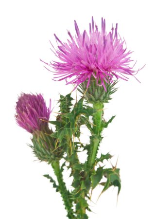 Photo for Milk thistle flowers isolated on white background. Detail for design. Design elements. Macro. Full focus. Background for business cards, postcards and posters. - Royalty Free Image