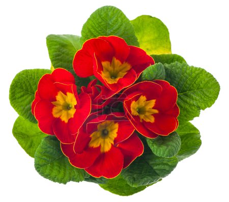 Photo for Red flowers primrose isolated on white background. View from above. - Royalty Free Image