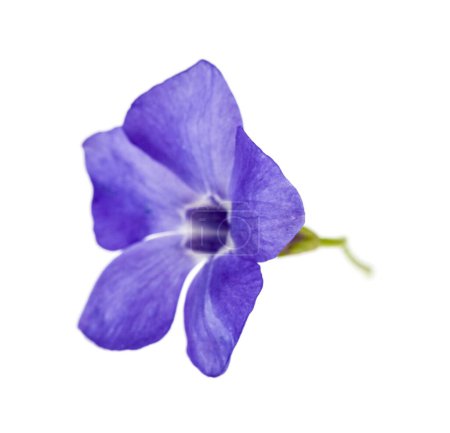 Blue flower isolated on white background. Detail for design. Design elements. Macro. Background for business cards, postcards and posters.