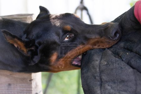 Photo for Angry Aggressive dog Doberman Pinscher grabs criminal's clothes. Service training. Bites clothes. Evil teeth Doberman Pinscher grin. Anger attack Evil teeth in grin. Working guard dog service training - Royalty Free Image