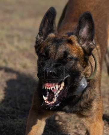Photo for Beautiful angry Aggressive dog Belgian Shepherd Malinois grab criminal's clothes. Service dog training. Dog bites clothes. Angry attack. Evil teeth in grin. Working, Guard dog. Service training - Royalty Free Image
