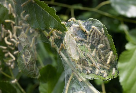 Photo for Codling moth caterpillars in silky web on an apple tree branch. Tent silkworm caterpillars in special silk tents land on tree leaves and devour. Selective focus. Agricultural crop pests. Fruit pests - Royalty Free Image