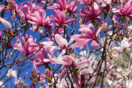 Belles fleurs magnolia rose sur l'arbre. Magnolia fleurit dans le jardin de printemps Magnolia en fleurs, tulipe. Magnolia Sulanjana gros plan fond printanier Gros plan sur une belle fleur Premières fleurs printanières