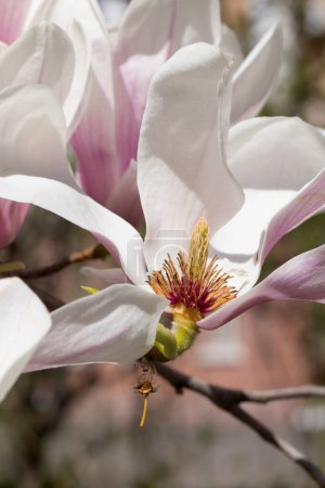 Schöne rosa Magnolienblüten am Baum. Magnolie blüht im Frühlingsgarten Blühende Magnolie, Tulpenbaum. Magnolie Sulanjana Nahaufnahme Frühling Hintergrund Nahaufnahme der schönen Blume Erste Frühlingsblumen