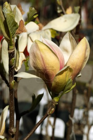 Belles fleurs magnolia rose sur l'arbre. Magnolia fleurit dans le jardin de printemps Magnolia en fleurs, tulipe. Magnolia Sulanjana gros plan fond printanier Gros plan sur une belle fleur Premières fleurs printanières