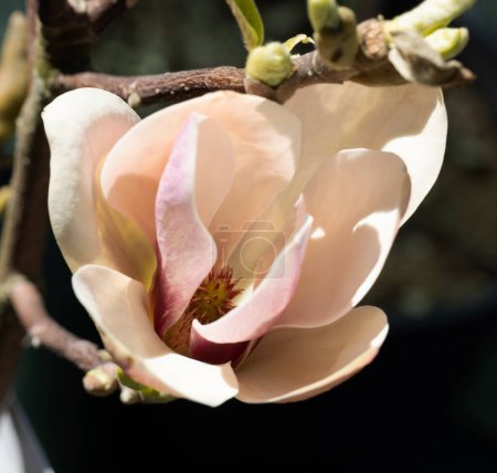Schöne rosa Magnolienblüten am Baum. Magnolie blüht im Frühlingsgarten Blühende Magnolie, Tulpenbaum. Magnolie Sulanjana Nahaufnahme Frühling Hintergrund Nahaufnahme der schönen Blume Erste Frühlingsblumen