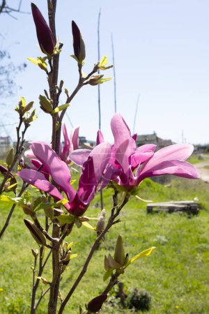 Hermosas flores de magnolia rosa en el árbol. Magnolia florece en spri
