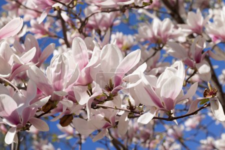 Belles fleurs magnolia rose sur l'arbre. Magnolia fleurit à spri