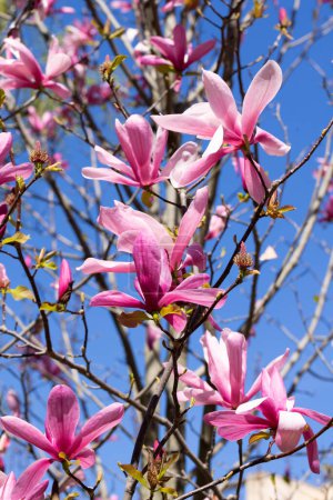 Hermosas flores de magnolia rosa en el árbol. Magnolia florece en spri