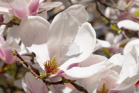 Beautiful pink magnolia flowers on tree. Magnolia blooms in spri