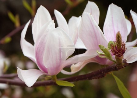 Hermosas flores de magnolia rosa en el árbol. Magnolia florece en el jardín de primavera Magnolia floreciente, árbol de tulipán. Magnolia Sulanjana primer plano fondo primaveral Primer plano de hermosa flor Primavera flores