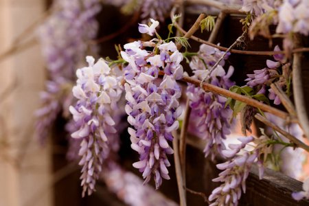 Magnifiquement floraison glycine Fleur japonaise traditionnelle Fleurs violettes sur fond vert feuilles Fond floral printanier. Bel arbre aux fleurs violettes parfumées et classiques en grappes suspendues