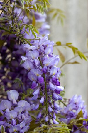 Bellamente floreciente glicina Tradicional flor japonesa Flores púrpuras sobre fondo hojas verdes Fondo floral de primavera. Hermoso árbol con fragantes flores moradas clásicas en racimos colgantes