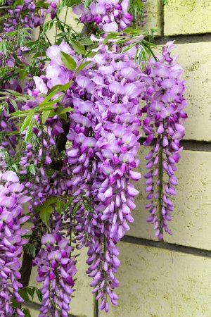 Photo for Beautifully blooming wisteria Traditional Japanese flower Purple flowers on background green leaves Spring floral background. Beautiful tree with fragrant, classic purple flowers in hanging clusters - Royalty Free Image