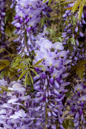Bellamente floreciente glicina Tradicional flor japonesa Flores púrpuras sobre fondo hojas verdes Fondo floral de primavera. Hermoso árbol con fragantes flores moradas clásicas en racimos colgantes