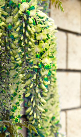 Schön blühende Glyzinien Traditionelle japanische Blume Lila Blumen auf dem Hintergrund grüne Blätter Frühling floralen Hintergrund. Schöner Baum mit duftenden, klassisch lila Blüten in hängenden Trauben