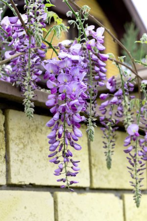 Photo for Beautifully blooming wisteria Traditional Japanese flower Purple flowers on background green leaves Spring floral background. Beautiful tree with fragrant, classic purple flowers in hanging clusters - Royalty Free Image