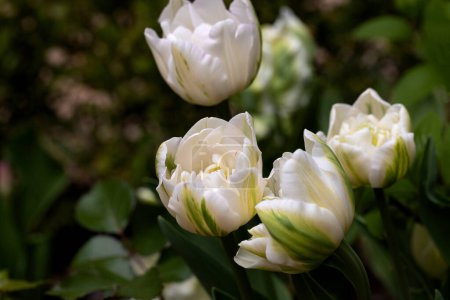 Flor roja de tulipán en el jardín. Hermosa flor de tulipán sobre fondo verde borroso. Fondo de floración de tulipán de flor en primavera en jardín de flores. Fondo floral.