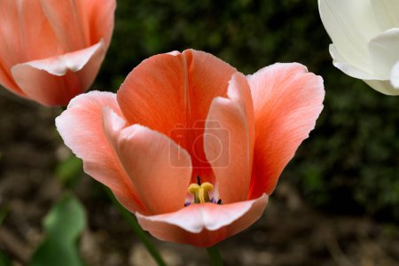 Rote Tulpenblüte im Garten. Schöne Tulpenblume auf verschwommenem grünem Hintergrund. Blühender Hintergrund der blühenden Tulpe im Frühling im Blumengarten. Floraler Hintergrund